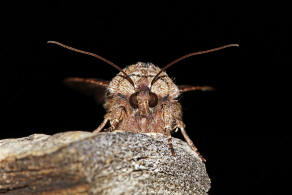 Egira conspicillaris / Holzrindeneule / Nachtfalter - Eulenfalter - Noctuidae - Hadeninae