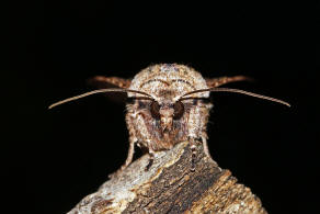 Egira conspicillaris / Holzrindeneule / Nachtfalter - Eulenfalter - Noctuidae - Hadeninae