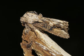 Egira conspicillaris / Holzrindeneule / Nachtfalter - Eulenfalter - Noctuidae - Hadeninae