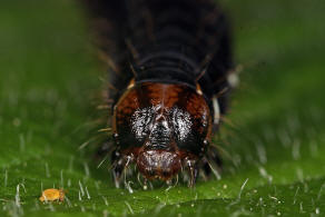 Eupsilia transversa / Satellit-Wintereule (Raupe) / Nachtfalter - Eulenfalter - Noctuidae - Xyleninae