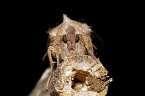 Eupsilia transversa / Satellit-Wintereule / Nachtfalter - Eulenfalter - Noctuidae - Xyleninae