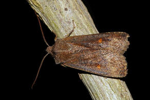 Eupsilia transversa / Satellit-Wintereule / Nachtfalter - Eulenfalter - Noctuidae - Xyleninae