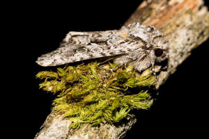 Hada plebeja / Zahneule / Nachtfalter - Eulenfalter - Noctuidae - Hadeninae