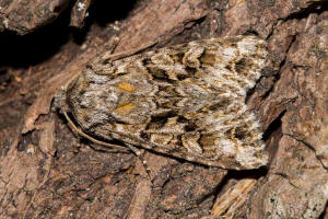 Hada plebeja / Zahneule / Nachtfalter - Eulenfalter - Noctuidae - Hadeninae