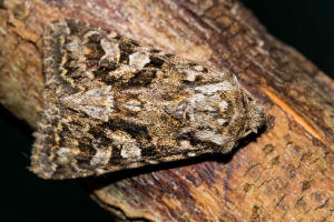 Hada plebeja / Zahneule / Nachtfalter - Eulenfalter - Noctuidae - Hadeninae