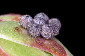 Hecatera dysodea / Kompasslattich-Eule (Eigelege) / Nachtfalter - Eulenfalter - Noctuidae - Hadeninae