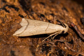Herminia grisealis / Bogenlinien-Spannereule / Nachtfalter - Eulenfalter - Erebidae - Herminiinae