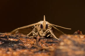 Herminia grisealis / Bogenlinien-Spannereule / Nachtfalter - Eulenfalter - Erebidae - Herminiinae