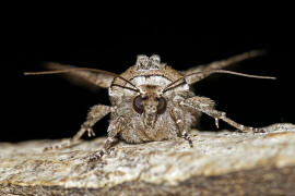 Lacanobia w-latinum / Graufeld-Krutereule / Nachtfalter - Eulenfalter - Noctuidae - Hadeninae