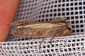 Lacanobia w-latinum / Graufeld-Krutereule / Nachtfalter - Eulenfalter - Noctuidae - Hadeninae