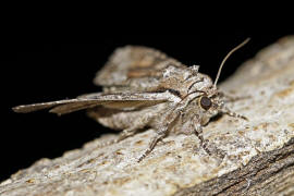 Lacanobia w-latinum / Graufeld-Krutereule / Nachtfalter - Eulenfalter - Noctuidae - Hadeninae