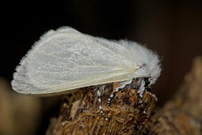 Leucoma salicis / Pappel-Trgspinner / Pappelspinner / Nachtfalter - Eulenfalter - Erebidae / Trgspinner - Lymantriinae