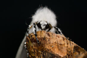 Leucoma salicis / Pappel-Trgspinner / Pappelspinner / Nachtfalter - Eulenfalter - Erebidae / Trgspinner - Lymantriinae