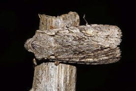 Lithophane ornitopus / Hellgraue Holzeule / Nachtfalter - Eulenfalter - Noctuidae - Xyleninae