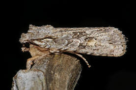 Lithophane ornitopus / Hellgraue Holzeule / Nachtfalter - Eulenfalter - Noctuidae - Xyleninae