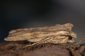 Lithophane socia / Gelbbraune Rindeneule / Nachtfalter - Eulenfalter - Noctuidae - Xyleninae