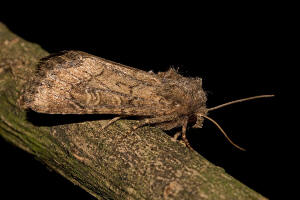 Luperina testacea / Lehmfarbige Graswurzeleule / Nachtfalter - Eulenfalter - Noctuidae - Xyleninae