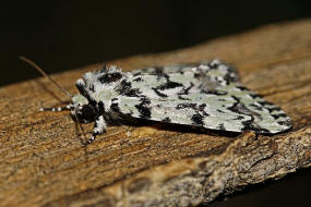 Moma alpium / Seladoneule / Nachtfalter - Eulenfalter - Noctuidae - Acronictinae