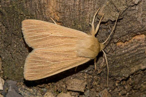 Mythimna pallens / Bleiche Graseule / Nachtfalter - Eulenfalter - Noctuidae - Hadeninae