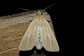 Mythimna pallens / Bleiche Graseule / Nachtfalter - Eulenfalter - Noctuidae - Hadeninae