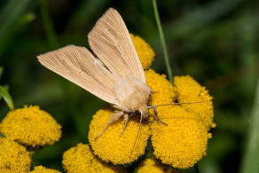 Mythimna pallens / Bleiche Graseule / Nachtfalter - Eulenfalter - Noctuidae - Hadeninae