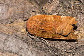 Noctua fimbriata / Bunte Bandeule / Nachtfalter - Eulenfalter - Noctuidae - Noctuinae