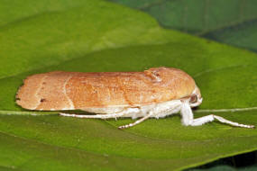 Noctua fimbriata / Bunte Bandeule / Nachtfalter - Eulenfalter - Noctuidae - Noctuinae