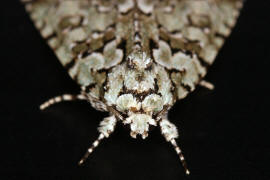 Nyctobrya muralis (syn. Cryphia muralis) / Hellgrne Flechteneule / Nachtfalter - Eulenfalter - Noctuidae - Bryophilinae