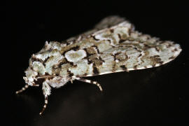 Nyctobrya muralis (syn. Cryphia muralis) / Hellgrne Flechteneule / Nachtfalter - Eulenfalter - Noctuidae - Bryophilinae