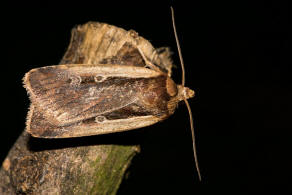 Ochropleura plecta / Hellrandige Erdeule / Violettbraune Erdeule / Eulenfalter - Noctuidae