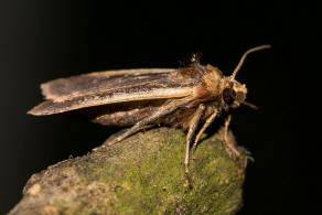 Ochropleura plecta / Hellrandige Erdeule / Violettbraune Erdeule / Eulenfalter - Noctuidae