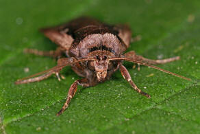 Ochropleura plecta / Hellrandige Erdeule / Violettbraune Erdeule / Eulenfalter - Noctuidae