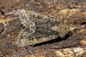 Oligia latruncula / Dunkles Halmeulchen / Nachtfalter - Eulenfalter - Noctuidae - Xyleninae