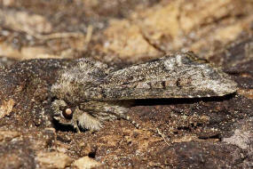 Oligia latruncula / Dunkles Halmeulchen / Nachtfalter - Eulenfalter - Noctuidae - Xyleninae