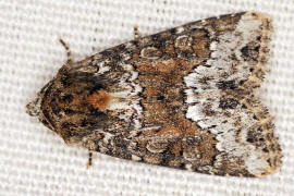 Oligia strigilis / Striegel-Halmeulchen / Nachtfalter - Eulenfalter - Noctuidae - Xyleninae