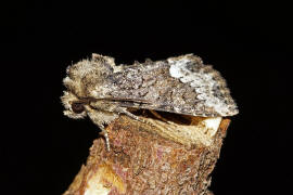 Oligia strigilis / Striegel-Halmeulchen / Nachtfalter - Eulenfalter - Noctuidae - Xyleninae