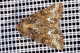 Oligia strigilis / Striegel-Halmeulchen / Nachtfalter - Eulenfalter - Noctuidae - Xyleninae