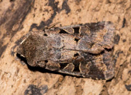 Orthosia gothica  / Gothica Ktzcheneule / Nachtfalter - Eulenfalter - Noctuidae - Hadeninae