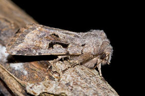 Orthosia gothica  / Gothica Ktzcheneule / Nachtfalter - Eulenfalter - Noctuidae - Hadeninae