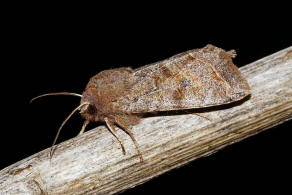 Orthosia incerta / Variable Ktzcheneule / Nachtfalter - Eulenfalter - Noctuidae - Hadeninae