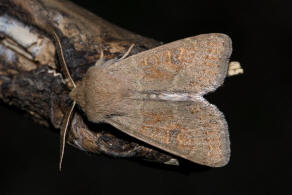 Orthosia miniosa / Rtliche Ktzcheneule / Nachtfalter - Eulenfalter - Noctuidae - Hadeninae