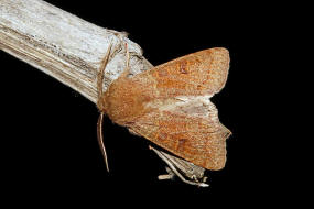 Orthosia miniosa / Rtliche Ktzcheneule / Nachtfalter - Eulenfalter - Noctuidae - Hadeninae