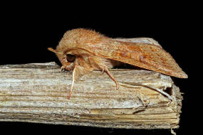 Orthosia miniosa / Rtliche Ktzcheneule / Nachtfalter - Eulenfalter - Noctuidae - Hadeninae