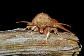 Orthosia miniosa / Rtliche Ktzcheneule / Nachtfalter - Eulenfalter - Noctuidae - Hadeninae