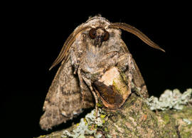 Pachetra sagittigera / Trockenrasen-Blttereule / Nachtfalter - Eulenfalter - Noctuidae - Hadeninae