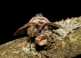 Pachetra sagittigera / Trockenrasen-Blttereule / Nachtfalter - Eulenfalter - Noctuidae - Hadeninae