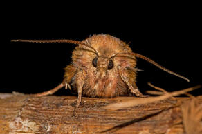 Panolis flammea / Kieferneule / Forleule / Nachtfalter - Eulenfalter - Noctuidae - Hadeninae