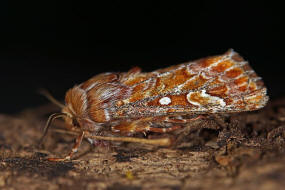 Panolis flammea / Kieferneule / Forleule / Nachtfalter - Eulenfalter - Noctuidae - Hadeninae