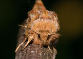 Panolis flammea / Kieferneule / Forleule / Nachtfalter - Eulenfalter - Noctuidae - Hadeninae