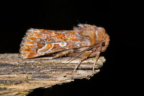 Panolis flammea / Kieferneule / Forleule / Nachtfalter - Eulenfalter - Noctuidae - Hadeninae